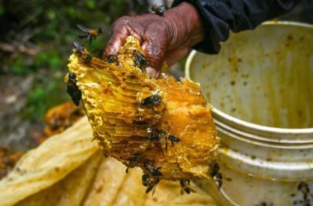 Nepal's honey hunters struggle against climate change